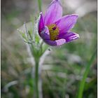 Pulsatilla vulgaris