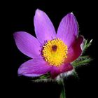 Pulsatilla Vulgaris...