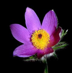 Pulsatilla Vulgaris...