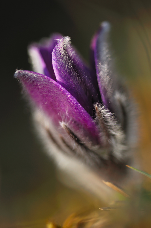 Pulsatilla vulgaris