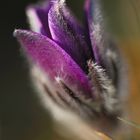 Pulsatilla vulgaris