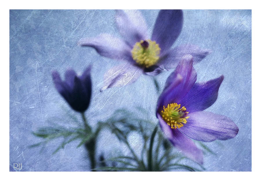 Pulsatilla vulgaris