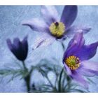 Pulsatilla vulgaris