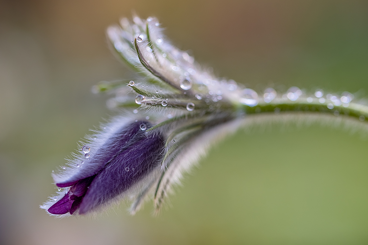 Pulsatilla vulgaris