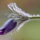 Pulsatilla vulgaris