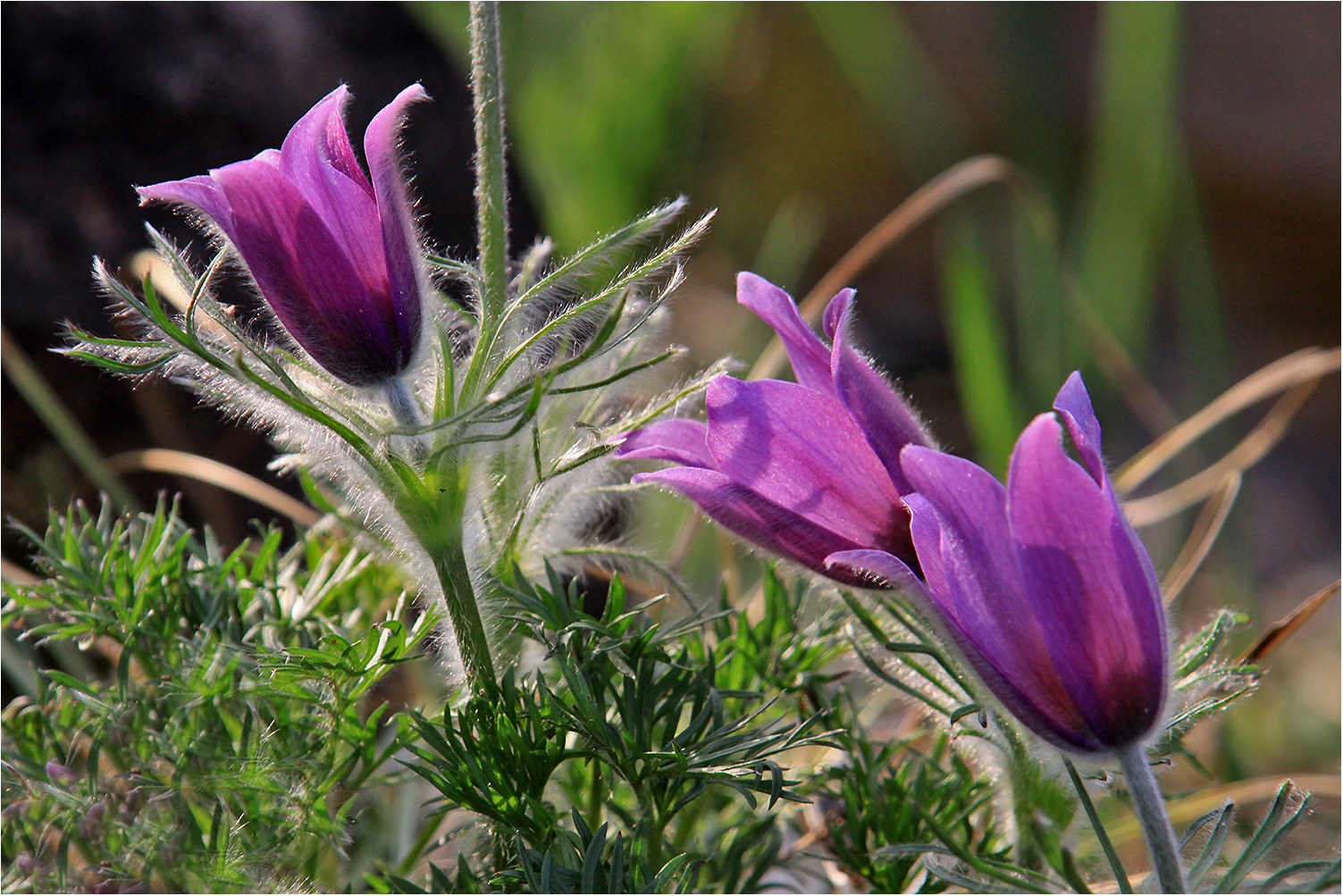 Pulsatilla vulgaris