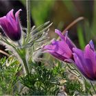 Pulsatilla vulgaris