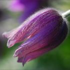 ... Pulsatilla vulgaris ...