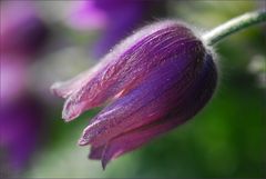 ... Pulsatilla vulgaris ...