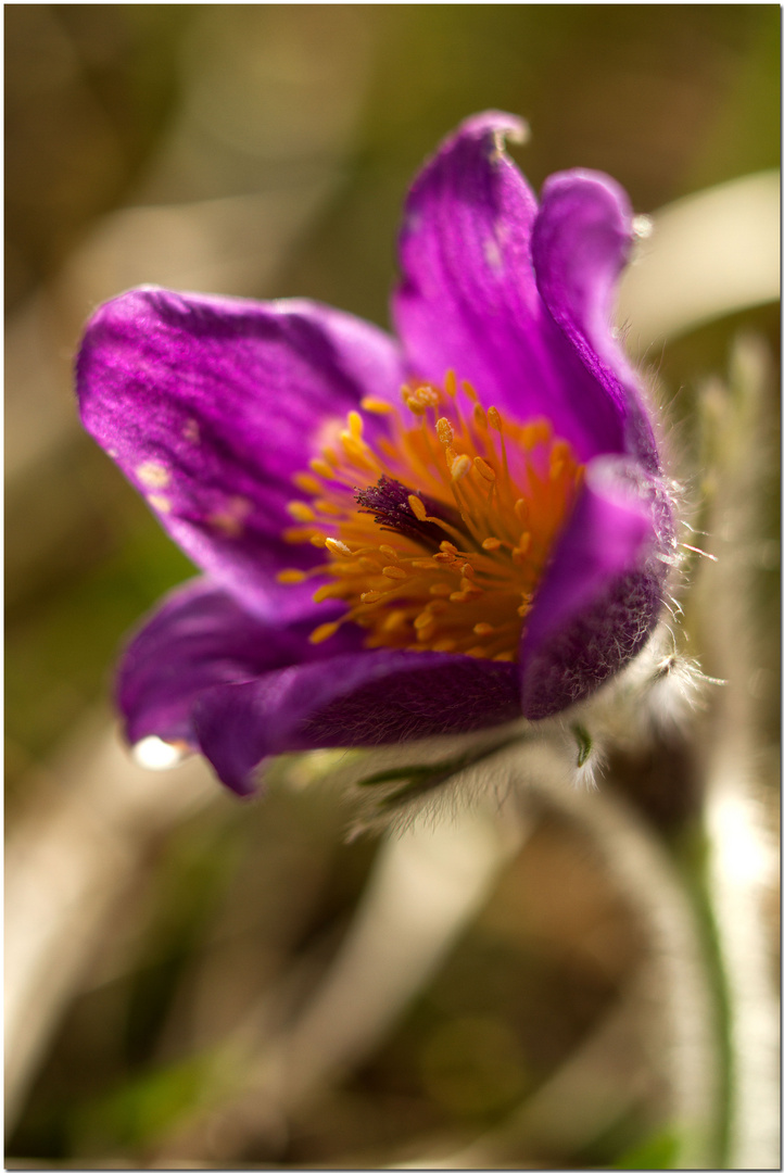 Pulsatilla vulgaris