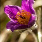 Pulsatilla vulgaris