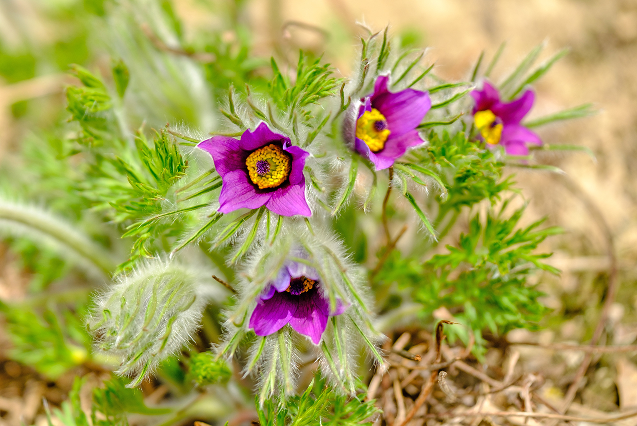 Pulsatilla vulgaris