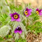 Pulsatilla vulgaris