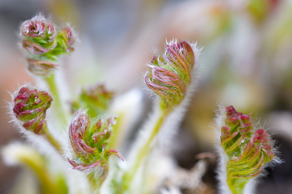 Pulsatilla Vulgaris