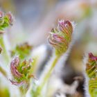 Pulsatilla Vulgaris