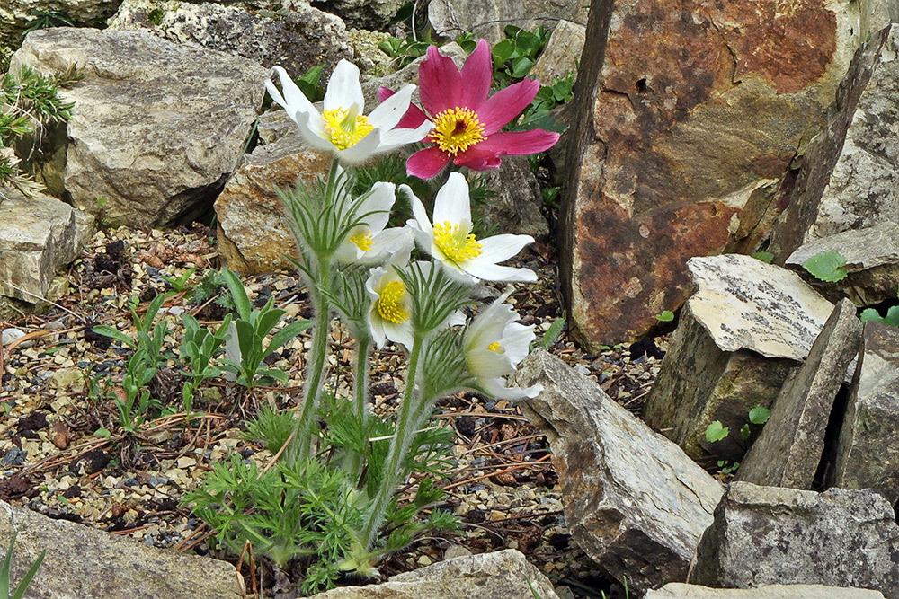 Pulsatilla vulgaris