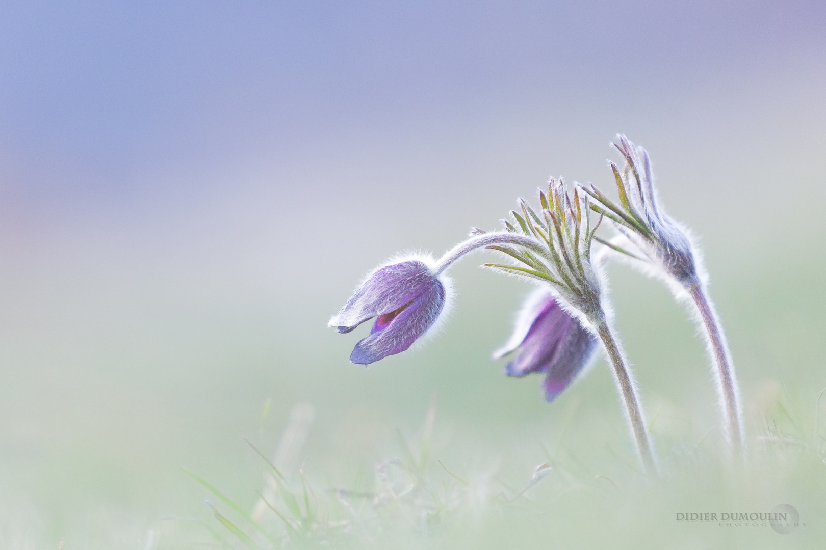 Pulsatilla Vulgaris