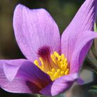 Pulsatilla vulgaris