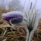 Pulsatilla vulgaris