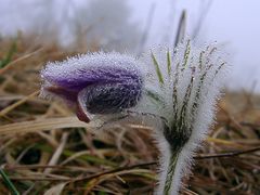 Pulsatilla vulgaris