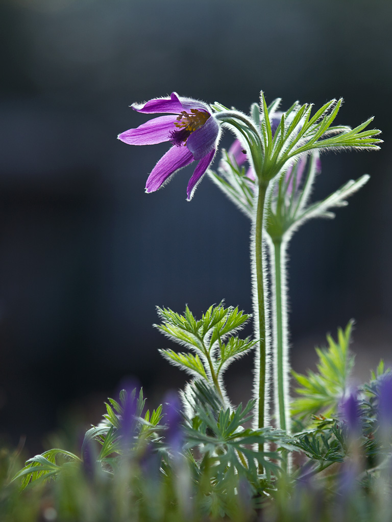 Pulsatilla vulgaris