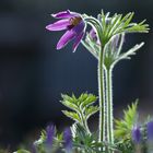 Pulsatilla vulgaris