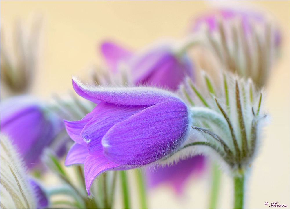 > Pulsatilla Vulgaris 