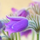 > Pulsatilla Vulgaris <