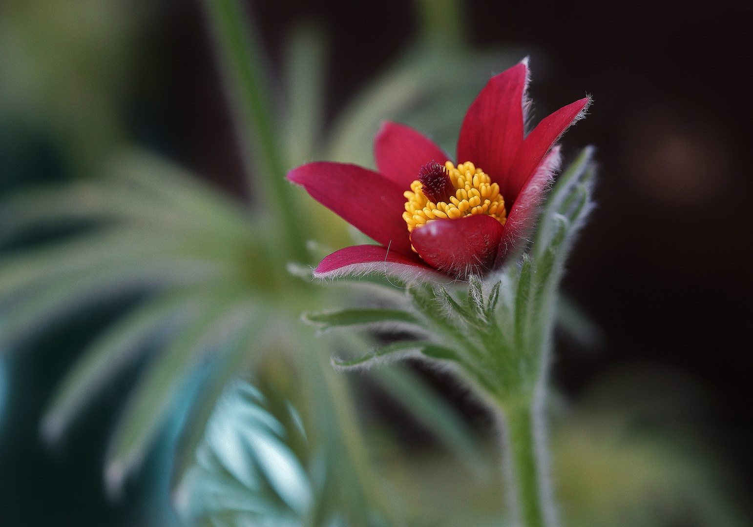 Pulsatilla Vulgaris