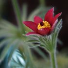 Pulsatilla Vulgaris