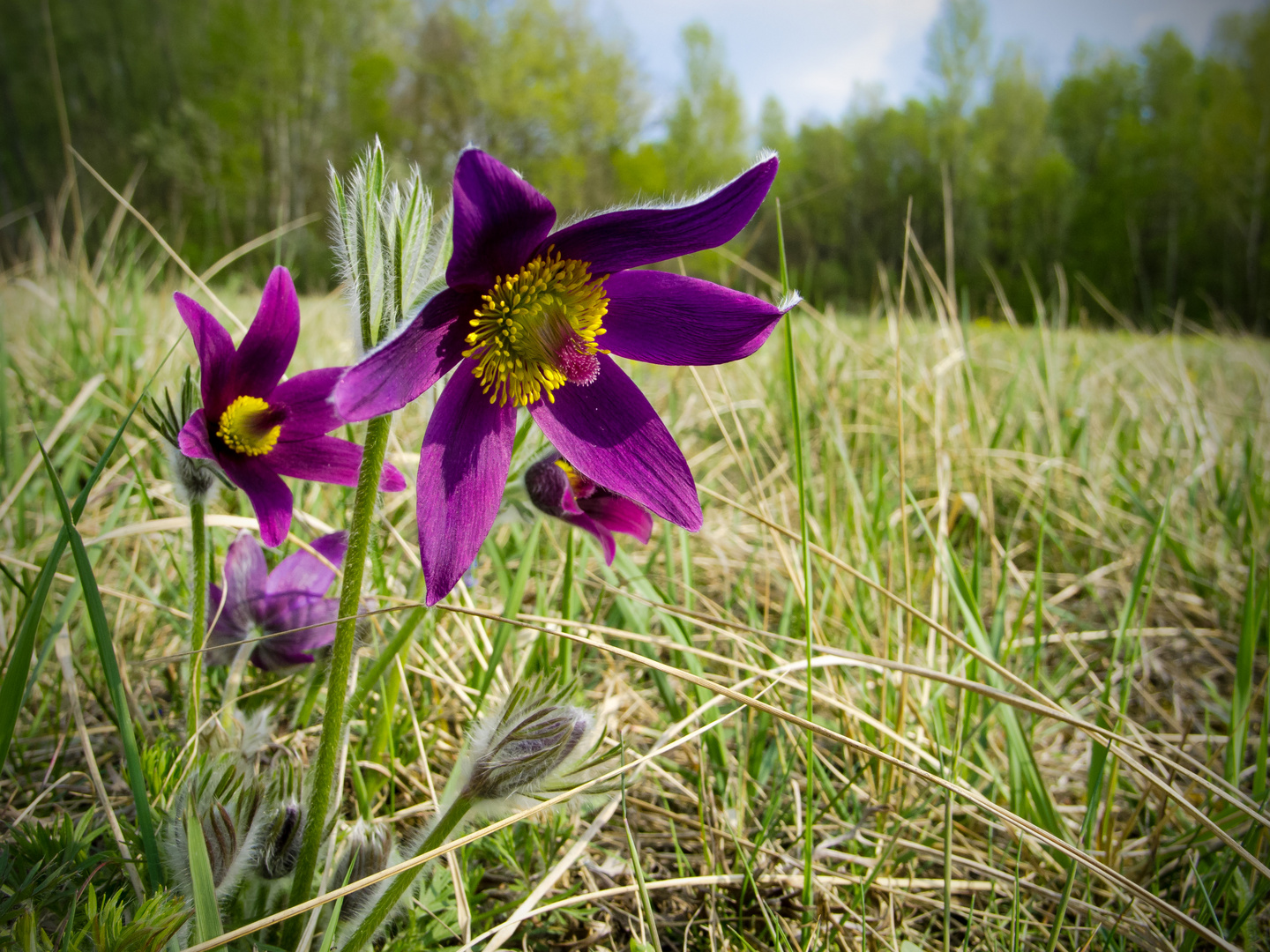 Pulsatilla vulgaris