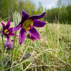 Pulsatilla vulgaris