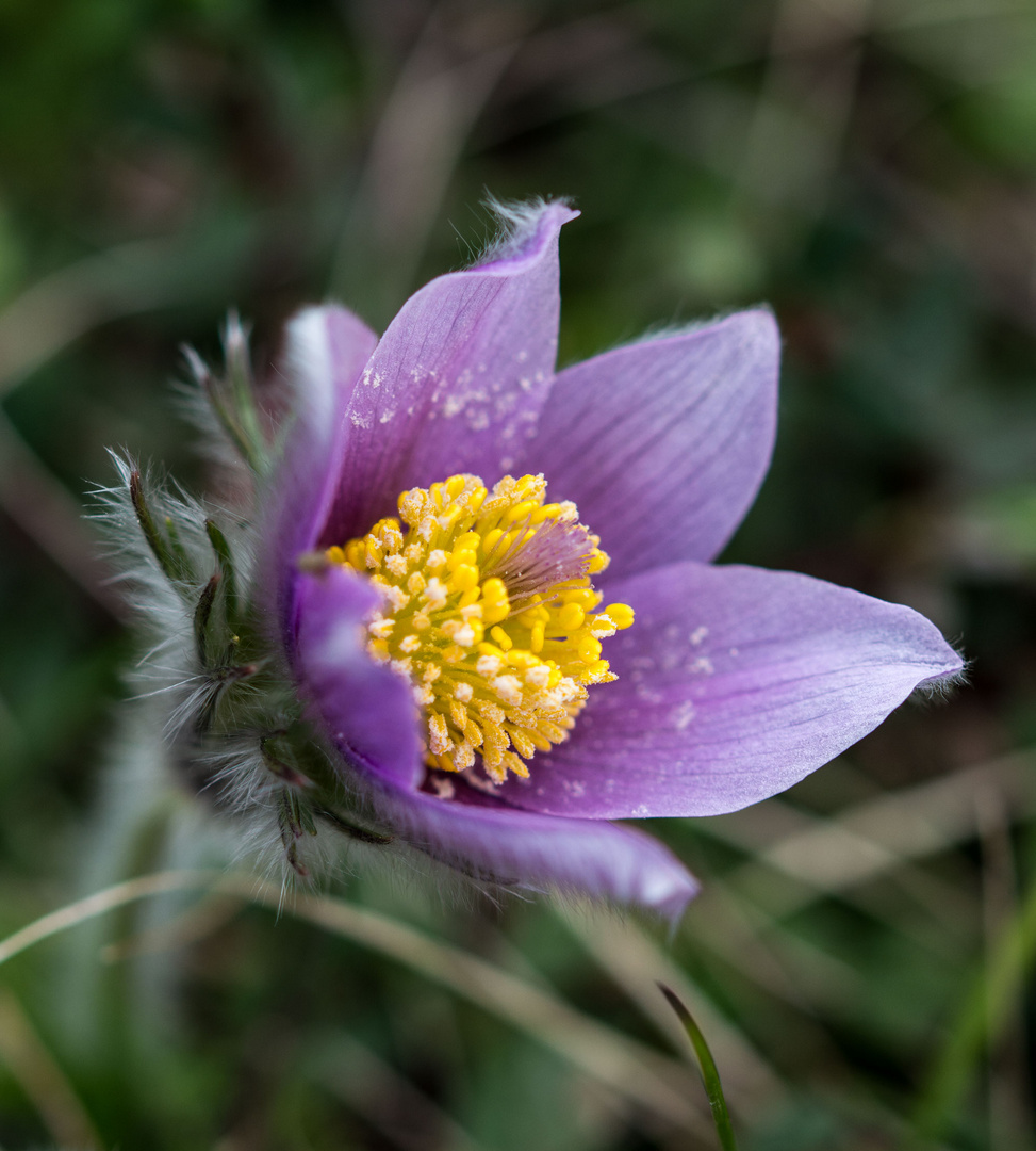 Pulsatilla vulgaris