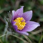 Pulsatilla vulgaris