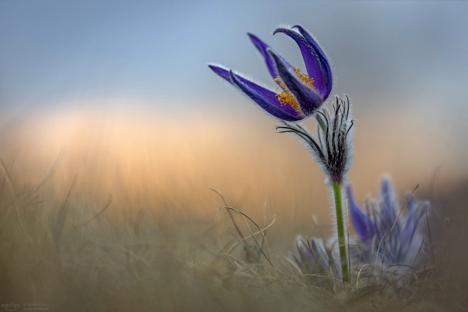 pulsatilla vulgaris