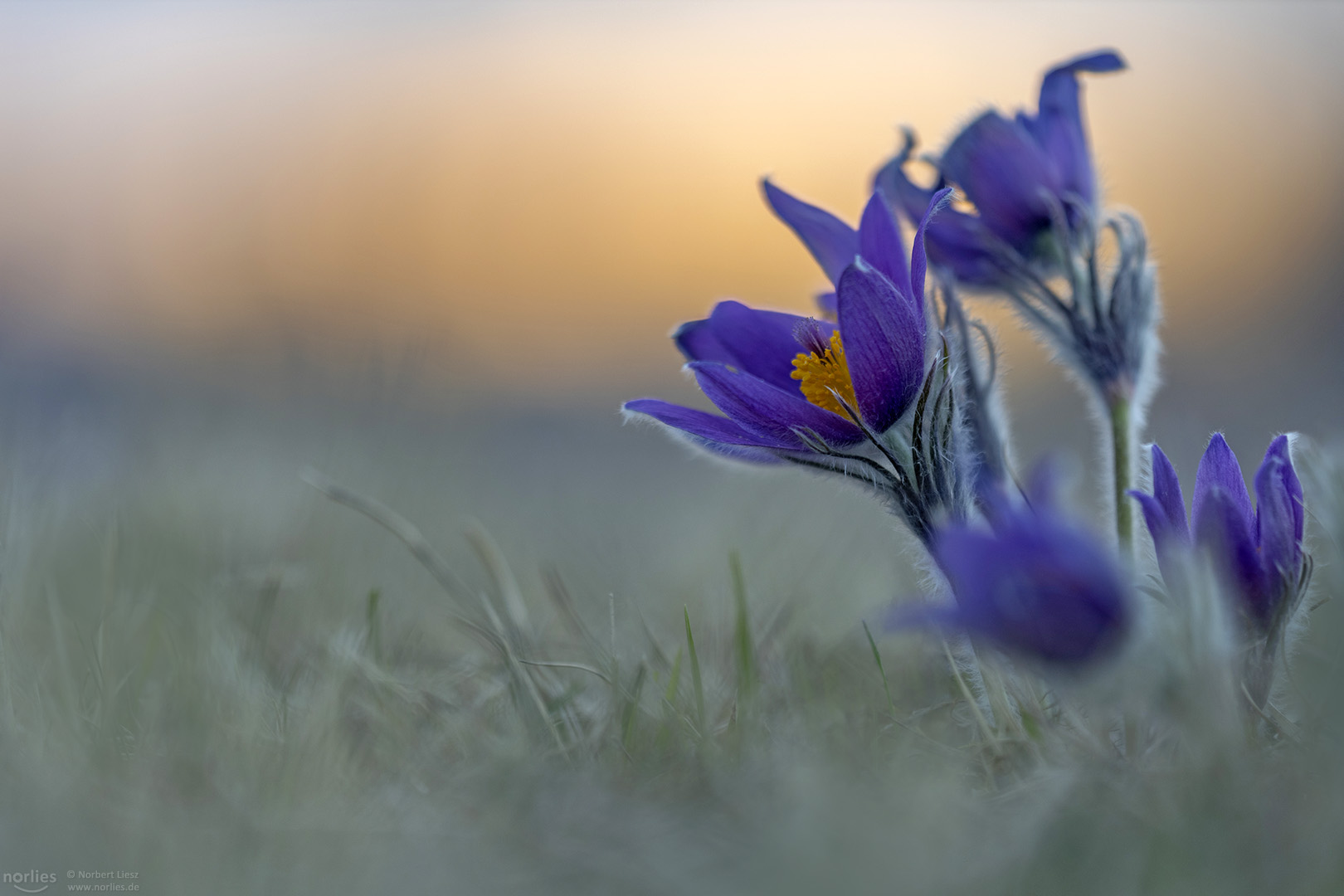 pulsatilla vulgaris after sunset