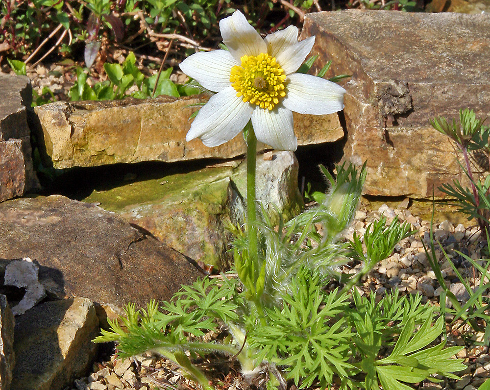 Pulsatilla vulgaris alba