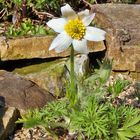 Pulsatilla vulgaris alba