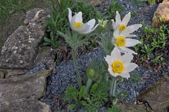 Pulsatilla vulgaris alba