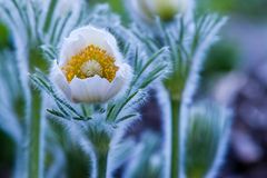 pulsatilla vulgaris alba