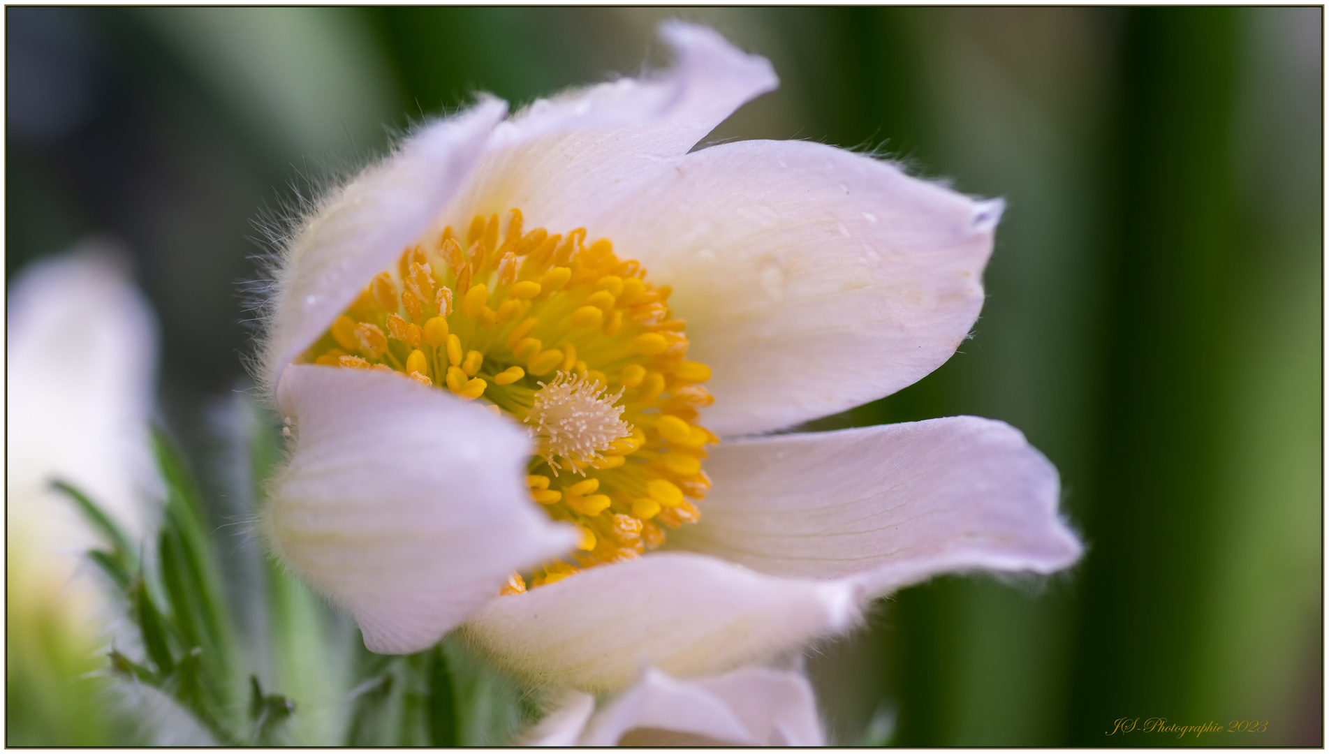 Pulsatilla vulgaris Alba