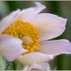 Pulsatilla vulgaris Alba