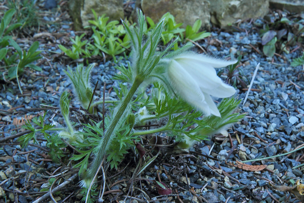 Pulsatilla vulgaris alba