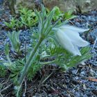 Pulsatilla vulgaris alba