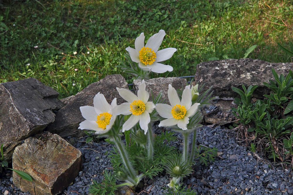 Pulsatilla vulgaris alba - Weiße Küchenschelle