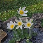 Pulsatilla vulgaris alba - Weiße Küchenschelle