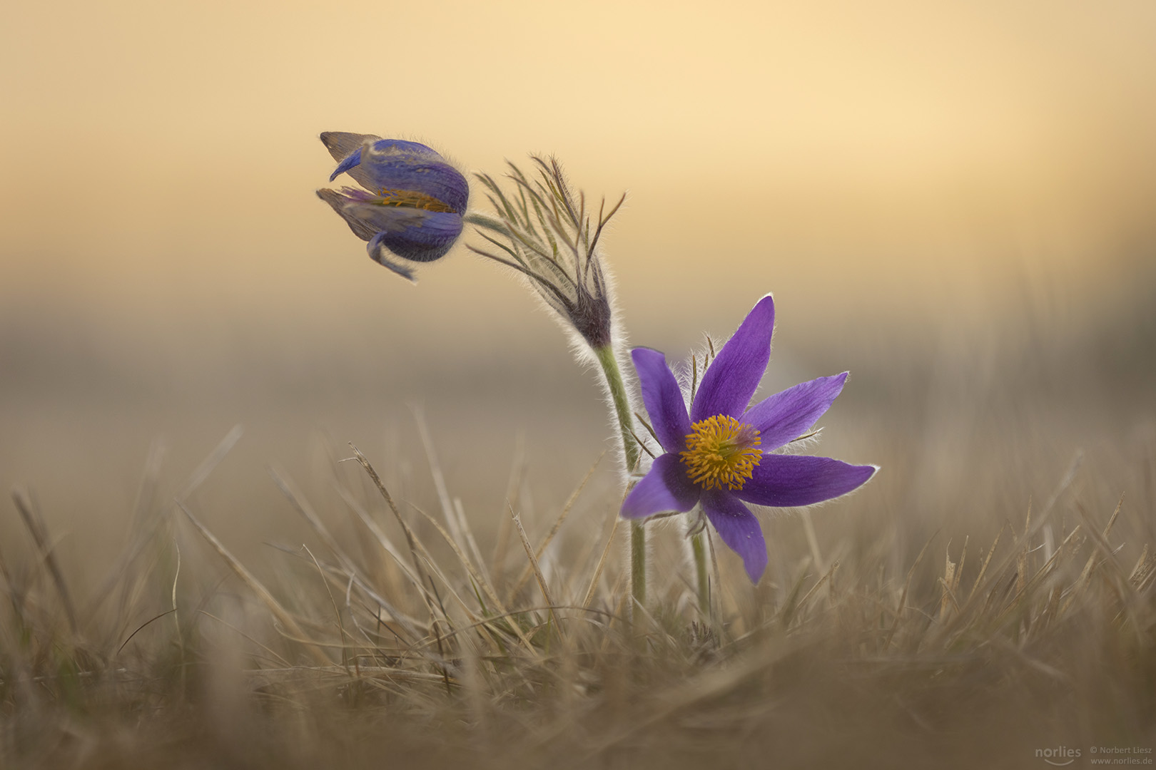 pulsatilla vulgaris art