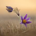 pulsatilla vulgaris art