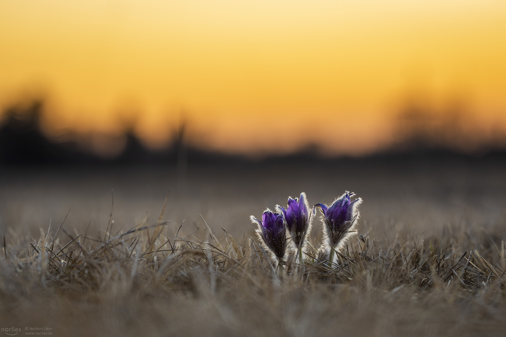 pulsatilla vulgaris at sunset