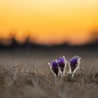 pulsatilla vulgaris at sunset